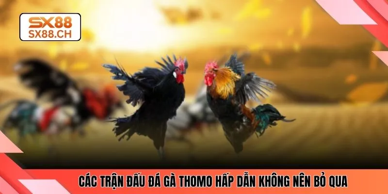 Các trận đấu đá gà Thomo hấp dẫn không nên bỏ qua