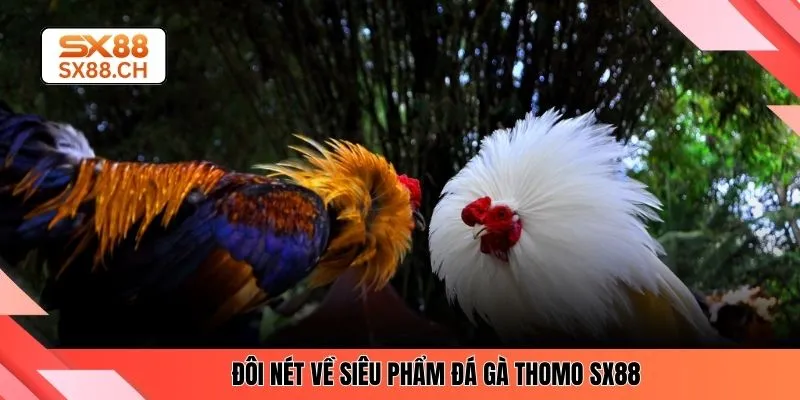 Đôi nét về siêu phẩm đá gà Thomo SX88 