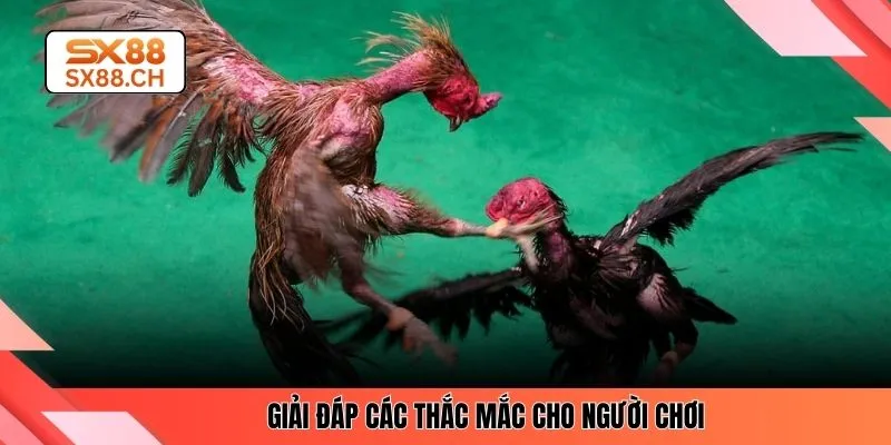 Giải đáp các thắc mắc cho người chơi 