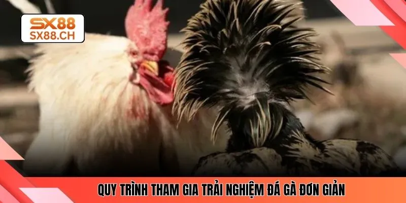 Quy trình tham gia trải nghiệm đá gà đơn giản 